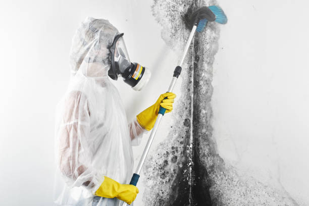 Best Mold Remediation for Healthcare Facilities  in Montebello, NY