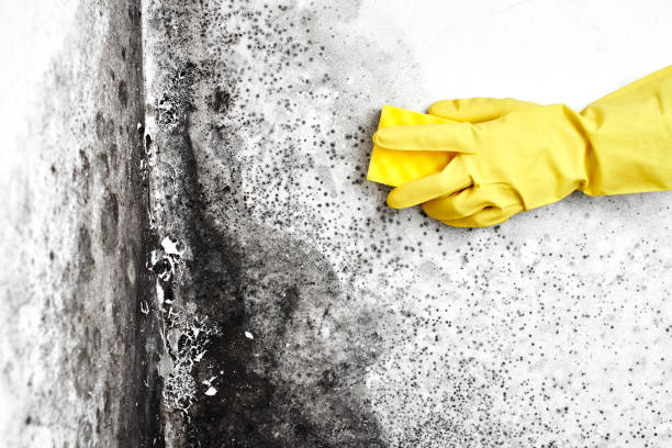 Best Forensic Mold Investigation  in Montebello, NY