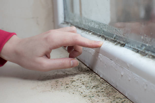 Best Air Quality Testing for Mold Spores  in Montebello, NY