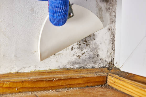 Best Industrial Mold Remediation  in Montebello, NY