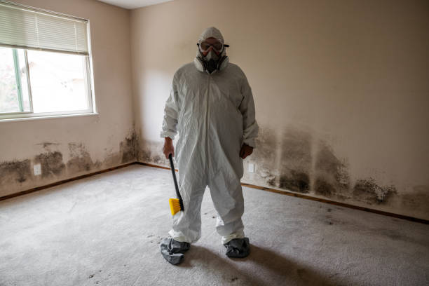 Best Mold Damage Restoration  in Montebello, NY